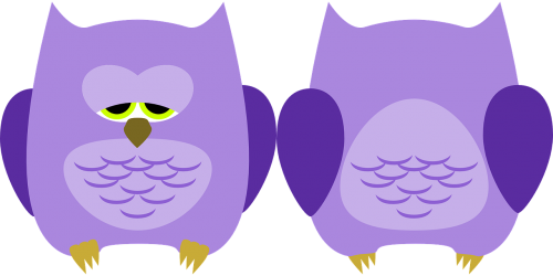 owl bird animal