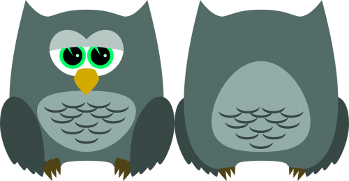 owl bird animal