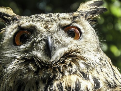 owl bird eagle owl