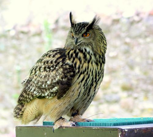 owl tawny ears