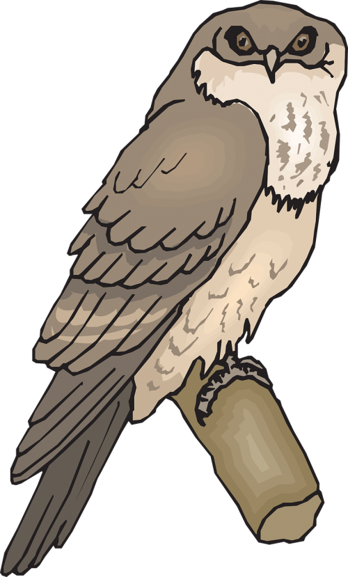 owl bird branch