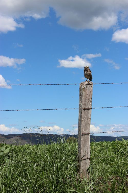 owl nature bird