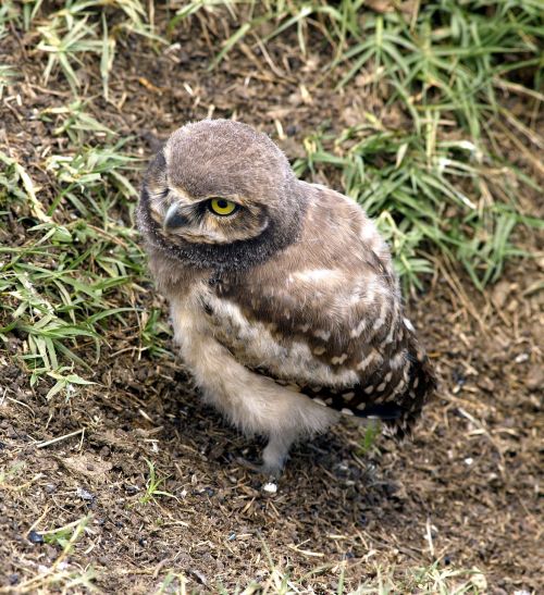 owl young bird