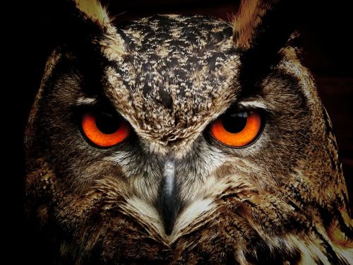 owl bird eyes