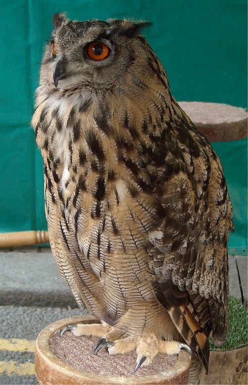 owl bird predator