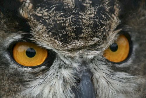 owl great horned eyes