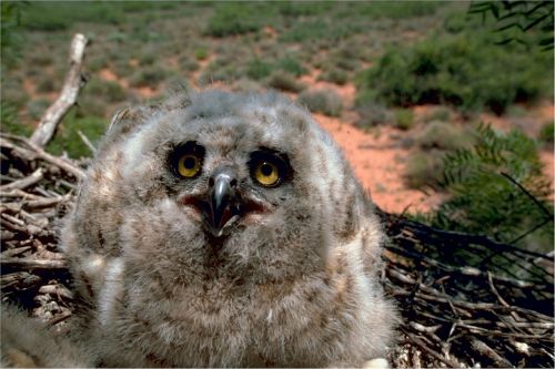 owl great horned baby