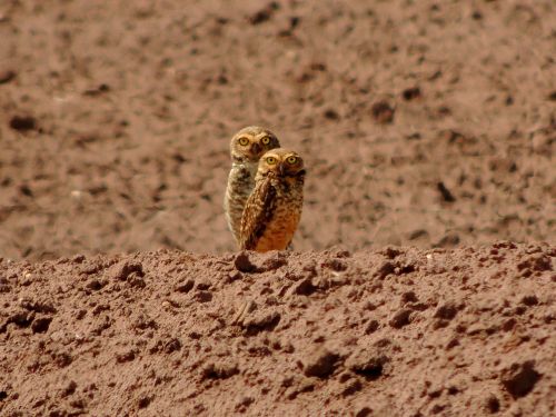 owl bird nature