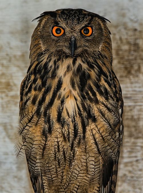 owl bird nocturne