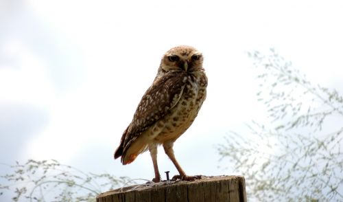 owl birds nature