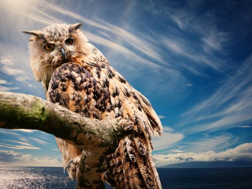owl nature sky