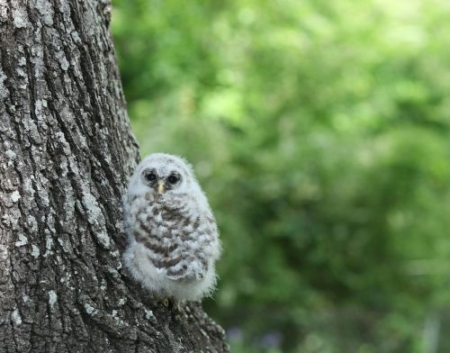 owl owlette bird