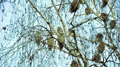 owl birds trees