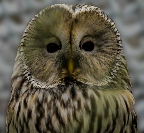 owl ural owl bird