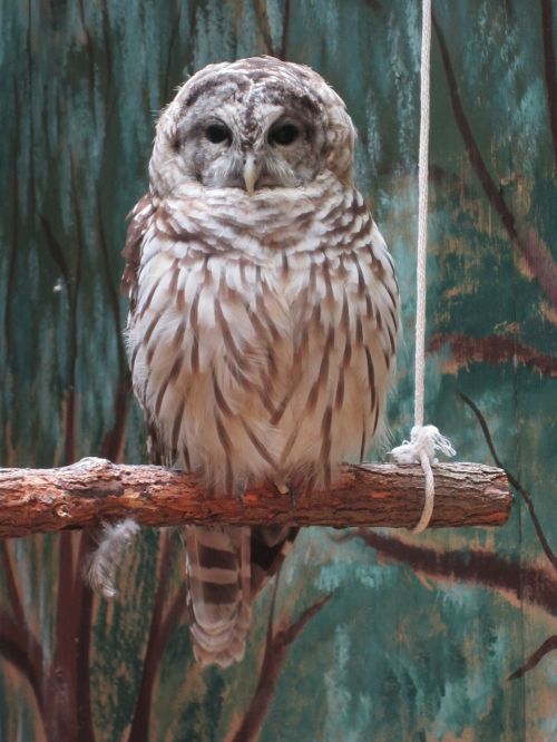 owl bird feathers