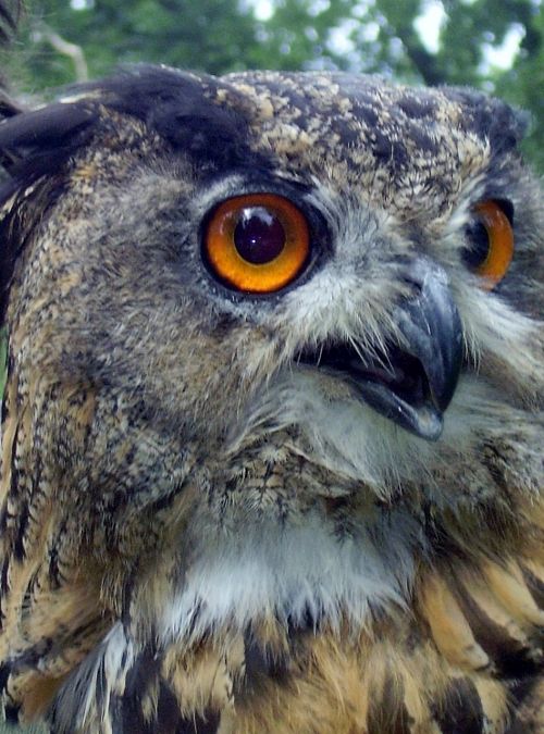 owl eyes beak