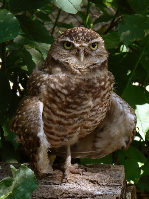 owl bird wildlife