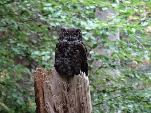 owl great horned