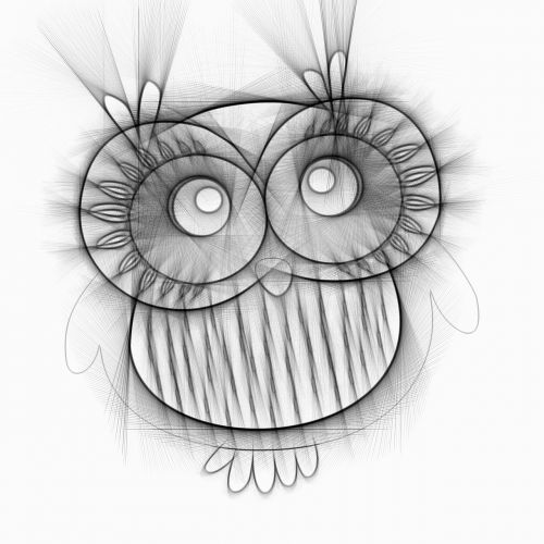 owl bird drawing