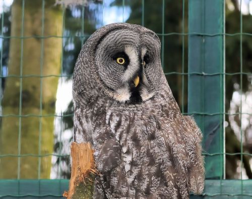 owl lapland bart owl