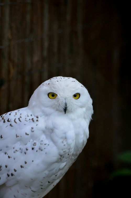 owl zoo portrait