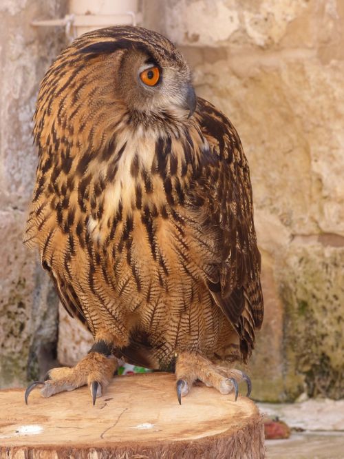 owl eagle bird