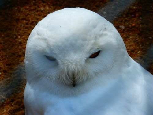 owl snowy owl white