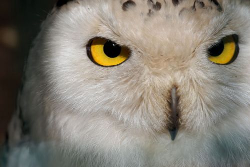 owl snowy owl female