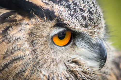 owl bird head