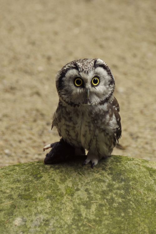 owl eurasian pygmy owl bird