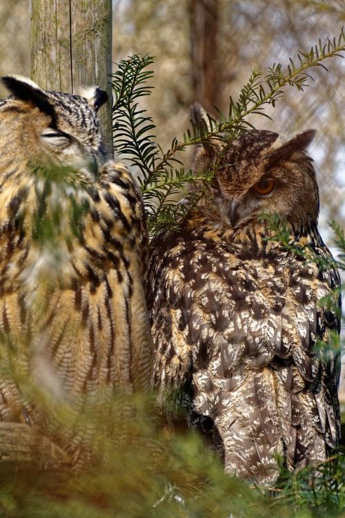owl raptor animals