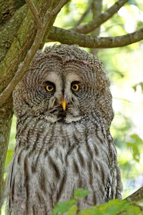 owl barn owl bird