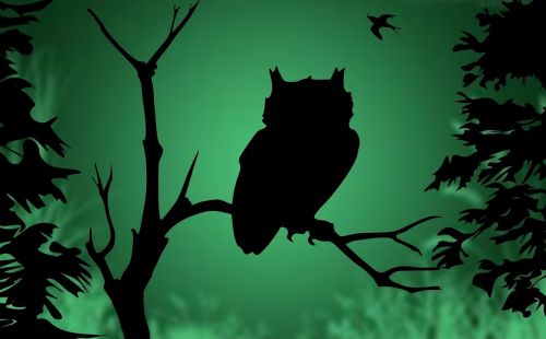 owl against light bird