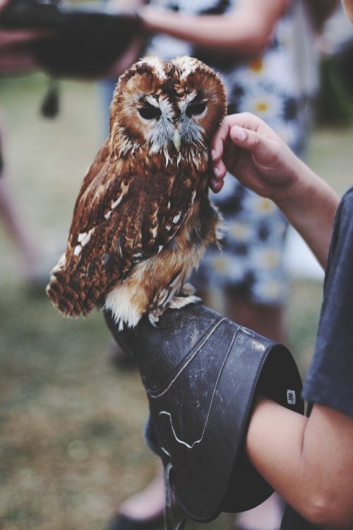 owl animal handler