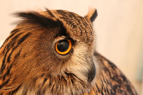 owl look brown