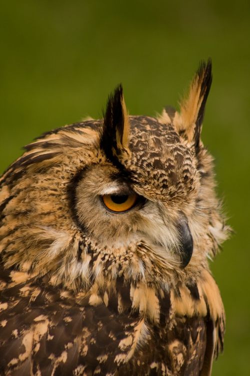 owl wildlife bird