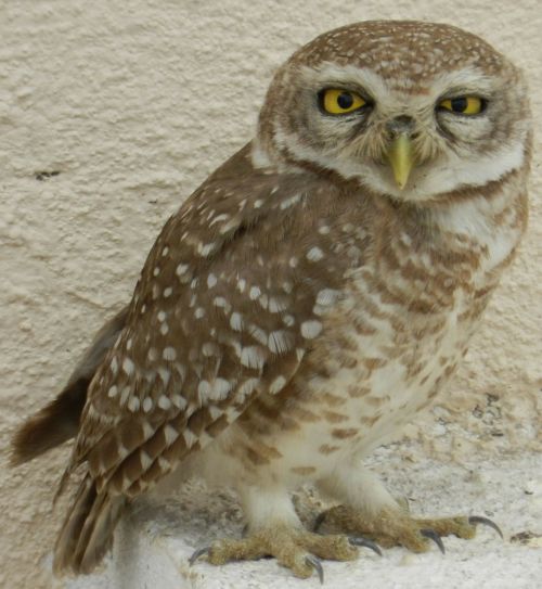 owl owlet spotted