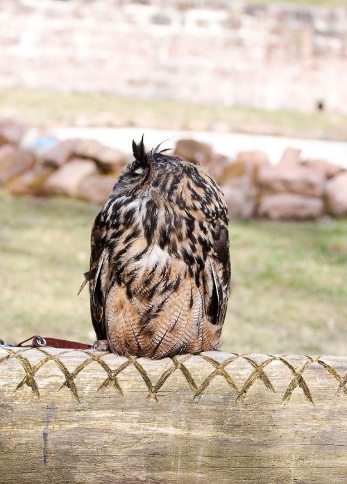 owl bird feather