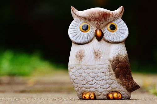 owl bird funny