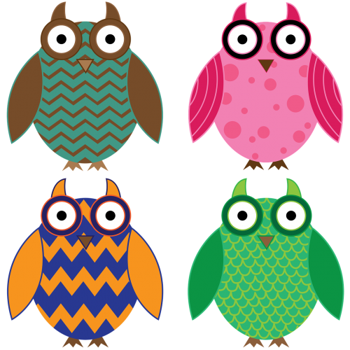 owl birds animal