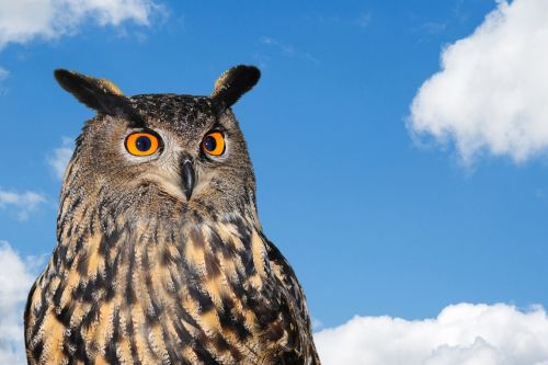 Owl Against Blue Sky