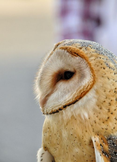 owl barn raptor bird
