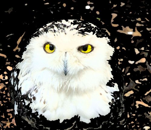 Owl Bird Animal Nature Digital Art