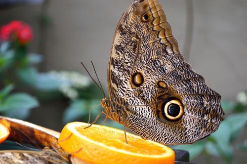 owl butterfly plant insect