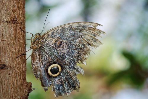 owl butterfly butterfly caligo