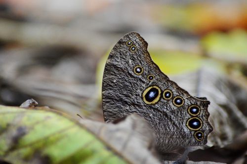 owl butterfly 10 eyes nature