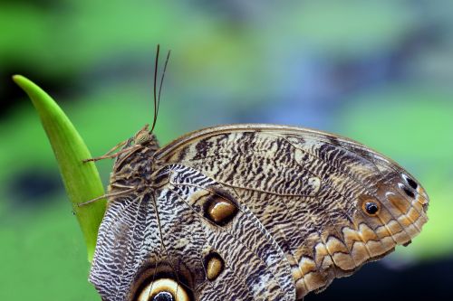 owl butterfly nature animal