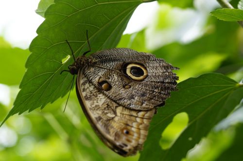 owl butterfly butterfly butterfly house