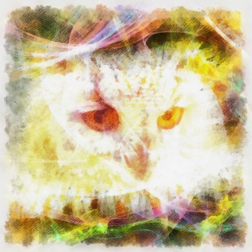 Owl Digital Painting
