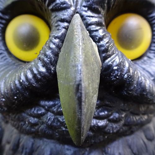 Owl Face